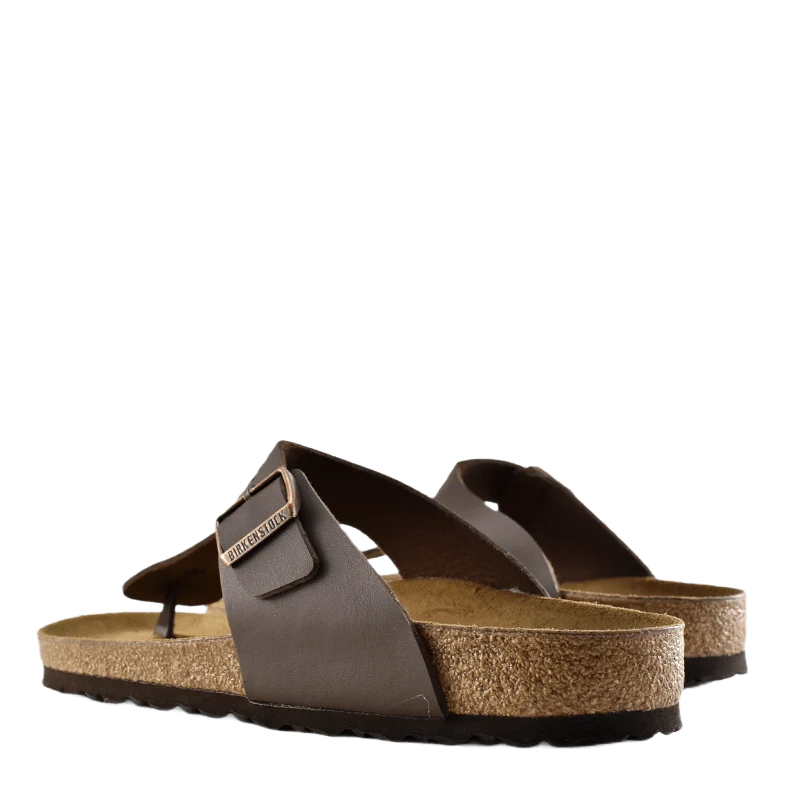 Ramses (normal) Brown